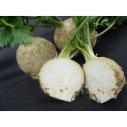 Picture of Celeriac Asterix F1